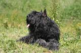 BOUVIER DES FLANDRES 486